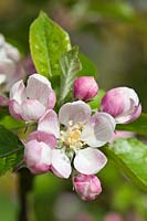 Malus domestica 'Lord Lambourne' - Apple blossom