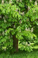 Aesculus hippocastanum - Horse Chestnut tree in flower