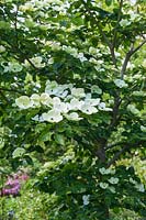 Cornus x elwinortonii Venus ( 'Kn30-8' ) ( Jersey Star Series ) - Flowering Dogwood