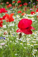 Papaver rhoeas - scarlet Poppy - in wild flower meadow, RHS Gardens Wisley