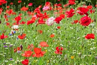 Papaver rhoeas - scarlet Poppies - in wild flower meadow, RHS Gardens Wisley