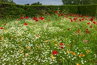 Annual wild flower meadow including Poppies, Californian Poppies, Scentless Mayweed. RHS Gardens Wisley