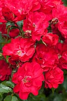 Rosa Red Finesse 'Korvillade' - red Floribunda rose