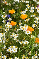 Wild flower garden meadow mix with Californian Poppies and Corn Chamomile. RHS Gardens Wisley