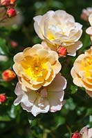 Rosa 'Flower Carpet Amber' - a ground cover rose