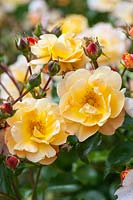 Rosa 'Flower Carpet Amber' - a ground cover rose