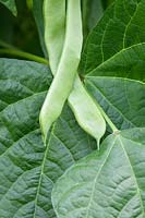 Climbing French Bean 'Northeaster' - flat green bean