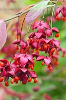 Euonymus planipes colourful fruit in autumn - Flat-stalked Spindle tree
