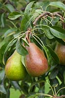 Pyrus communis 'Louise Bonne of Jersey' - Pear ripening on the tree