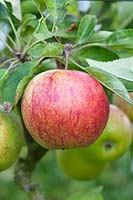 Malus domestica 'Ellison's Orange' - Apple ripening on the tree
