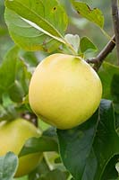 Malus domestica 'Nuvar Gold' - Apple