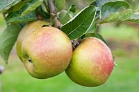 Malus domestica 'Roxbury Russet'. The oldest American apple