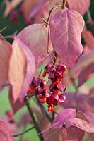 Euonymus planipes 'Sancho' - pink fruit splitting open to reveal orange seeds in autumn