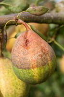 Fruit rotting on the tree - Pyrus pyrifolia - Asian Pear 'Pysanka' with rot