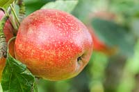 Malus domestica 'Madresfield Court' - Apple