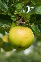 Malus domestica 'Landsberger Renette' - Apple