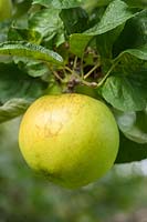 Malus domestica 'Landsberger Renette' - Apple