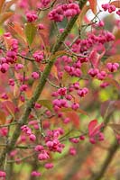 Euonymus hamiltonianus 'Pink Delight' - Spindle Tree pink autumn seedpods