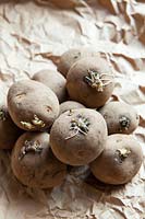 Solanum tuberosum - Potato 'Rocket' chitting 1st Early new potatoes