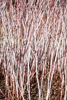 Rubus cockburnianus - White stemmed Bramble in winter. Credit must include: © Jo Whitworth