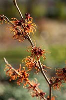 Hamamelis x intermedia 'Jelena' - Witch Hazel - orange flowers in late winter. Credit must include: © Jo Whitworth