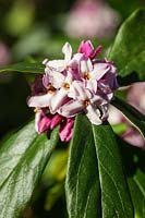 Daphne bholua 'Peter Smithers' - scented flowers in late winter. Credit must include: © Jo Whitworth