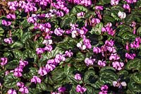 Cyclamen coum AGM - pink winter flowers