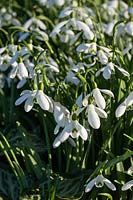 Galanthus 'Magnet' - Snowdrops flowering in late winter and early spring. Credit must include: © Jo Whitworth