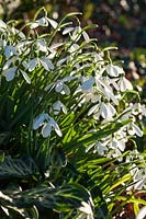 Galanthus nivalis - Snowdrops flowering in late winter and early spring. Credit must include: © Jo Whitworth