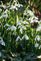 Galanthus nivalis - Snowdrops flowering in late winter and early spring. Credit must include: © Jo Whitworth