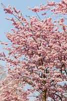 Prunus 'Accolade' Cherry blossom ( AGM )