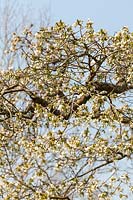 Prunus 'Shirotae' in bud