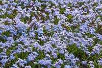 Chionodoxa luciliae - a carpet of blue flowers in spring