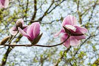 Magnolia 'Atlas' - pink flower buds bursting open in spring