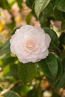Camellia japonica 'Commander Mulroy' AGM