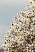 Magnolia salicifolia 'Wada's Memory'