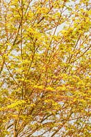 Acer palmatum 'Sango-Kaku' AGM - fresh new foliage emerging in spring