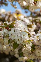 Prunus serrulata 'Alboplena' Cherry blossom
