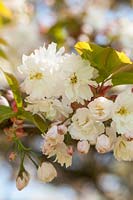 Prunus serrulata 'Alboplena' Cherry blossom