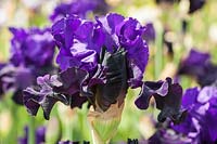 Iris 'Eclipse de Mai' - Tall Bearded Iris. Credit must include: © Jo Whitworth