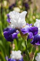 Iris 'Ciel et Mer' - Tall Bearded Iris. Credit must include: © Jo Whitworth