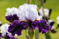 Iris 'Magnetisme' - Tall Bearded Iris