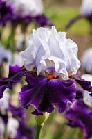 Iris 'Magnetisme' - Tall Bearded Iris