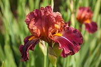 Iris 'Vladimir Vojtkevich' - Tall Bearded Iris.