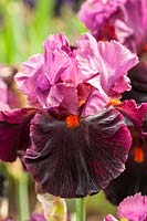 Iris 'Fiery Temper' - Tall Bearded Iris