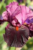 Iris 'Fiery Temper' - Tall Bearded Iris