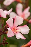 Nerium oleander Pink