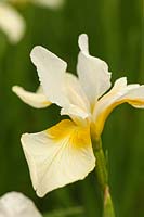 Iris sibirica 'Gull's Wing'