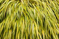 Hakonechloa macra 'Aureola' AGM - a golden variegated grass