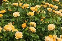 Rosa Absolutely Fabulous 'Wekvossutono' - yellow shrub rose in flower